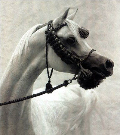 Ansata Sinan